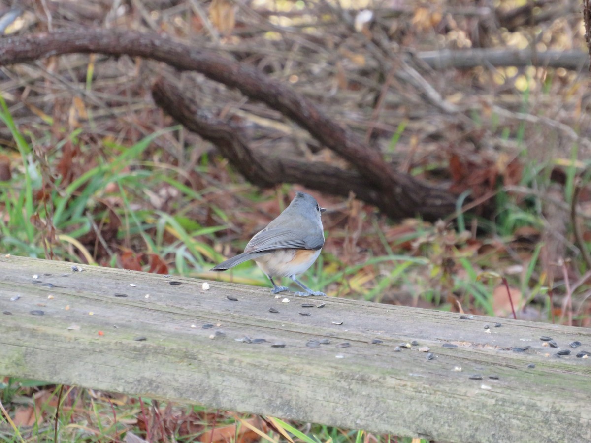 Tufted Titmouse - ML646152567