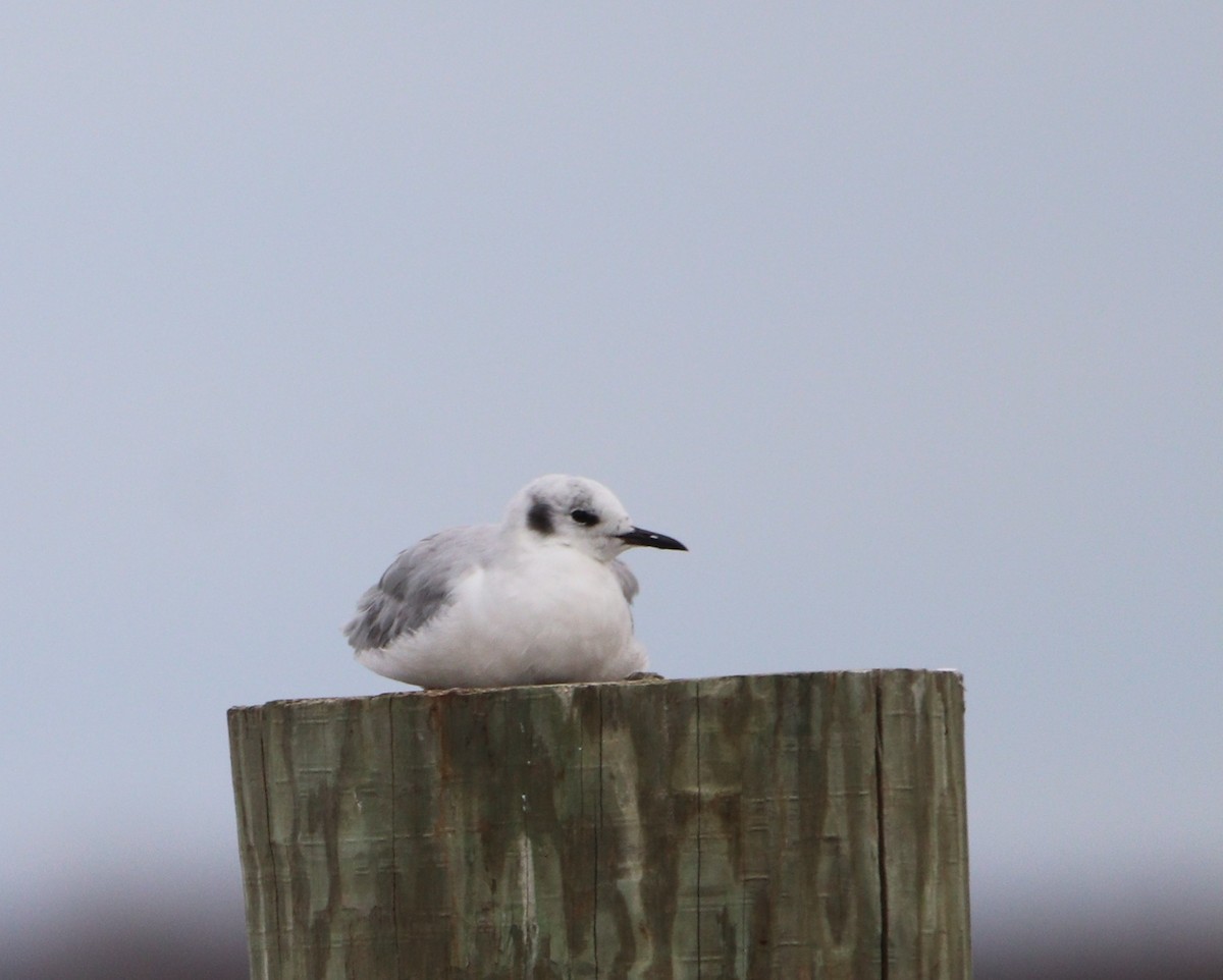 Bonaparte's Gull - ML646152569