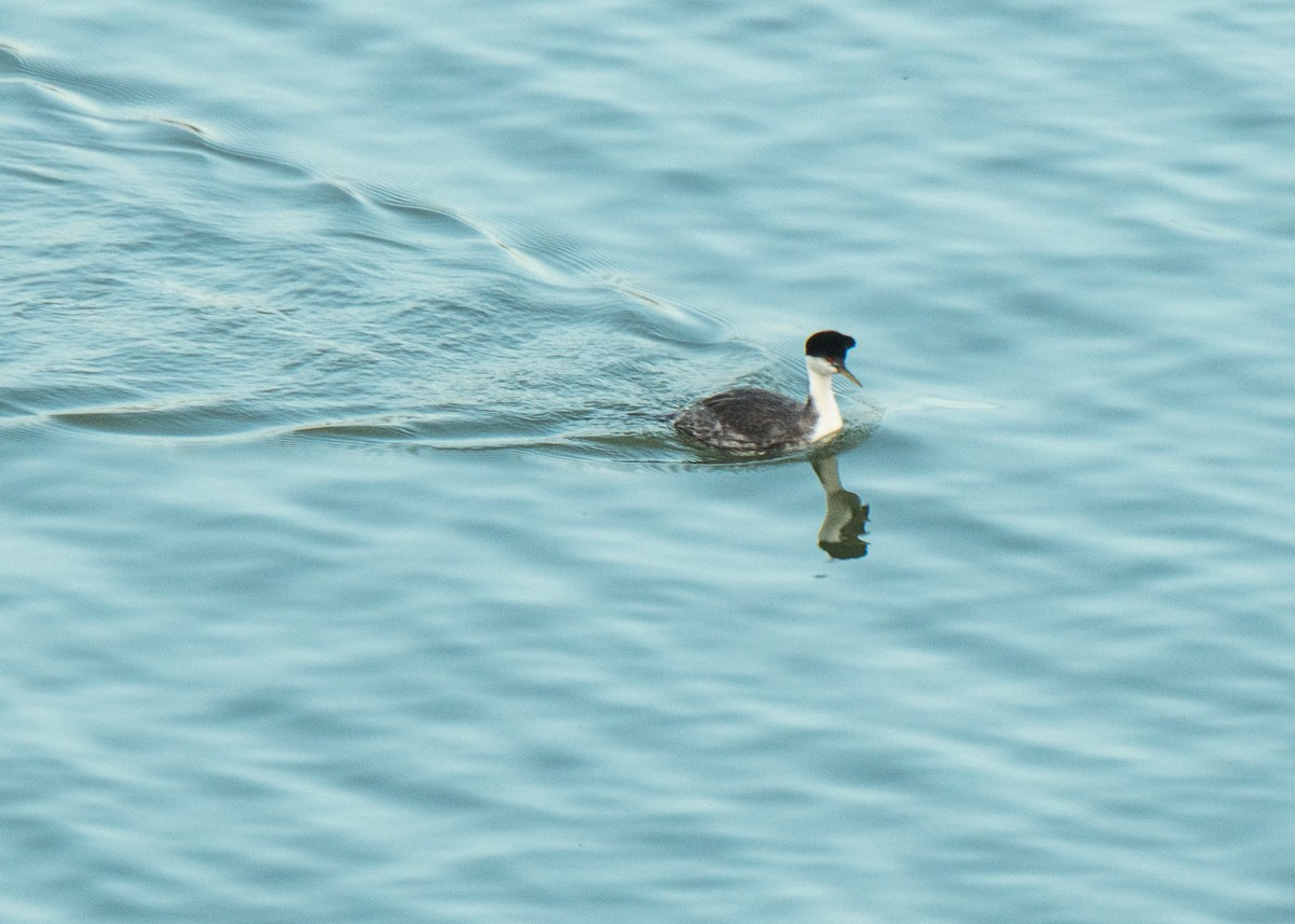 Western Grebe - ML646152573