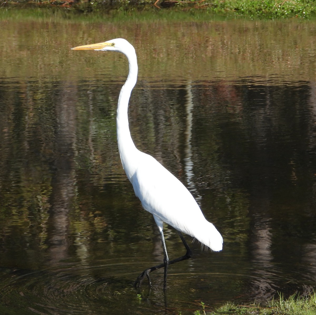 לבנית גדולה - ML646152574