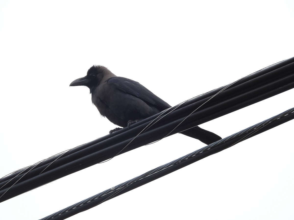 House Crow - ML646152575