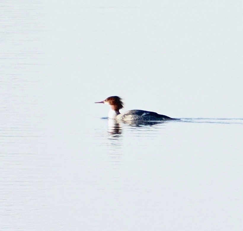 Common Merganser - ML646152577