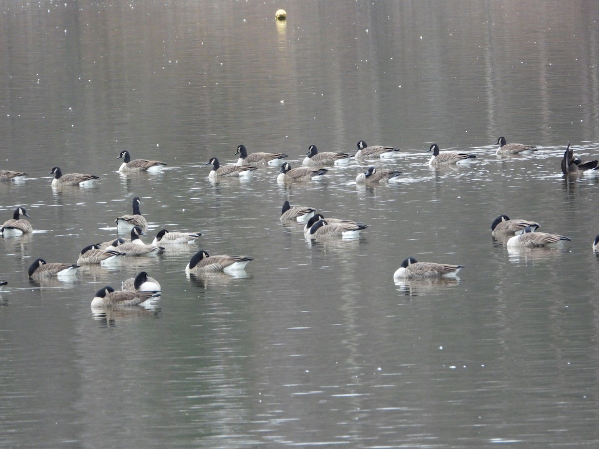 ברנטה קנדית - ML646152579