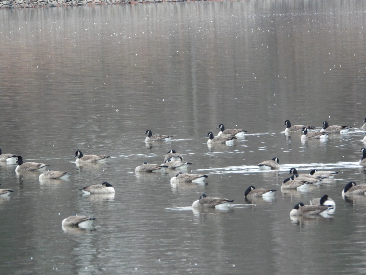 ברנטה קנדית - ML646152580