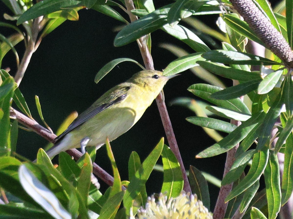 Tennessee Warbler - ML646152581