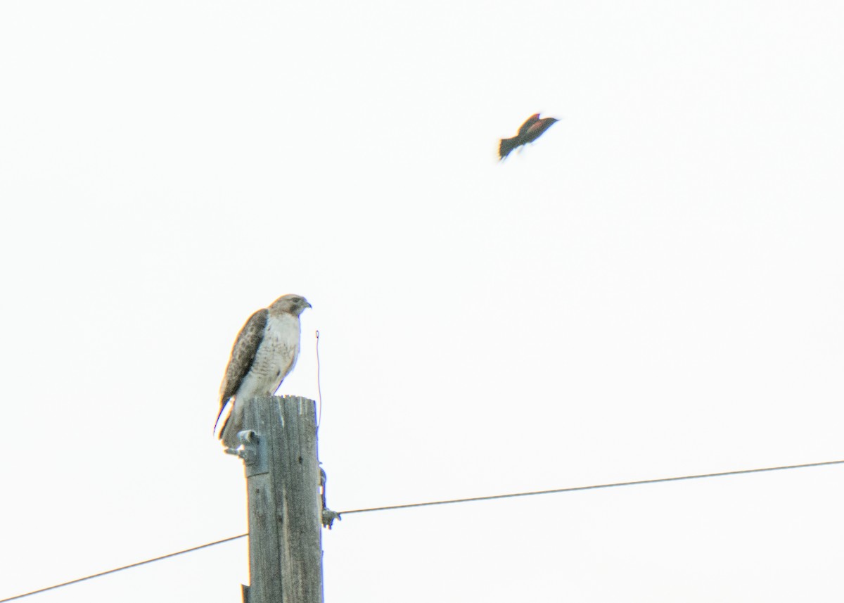 Poiana codarossa - ML646152582