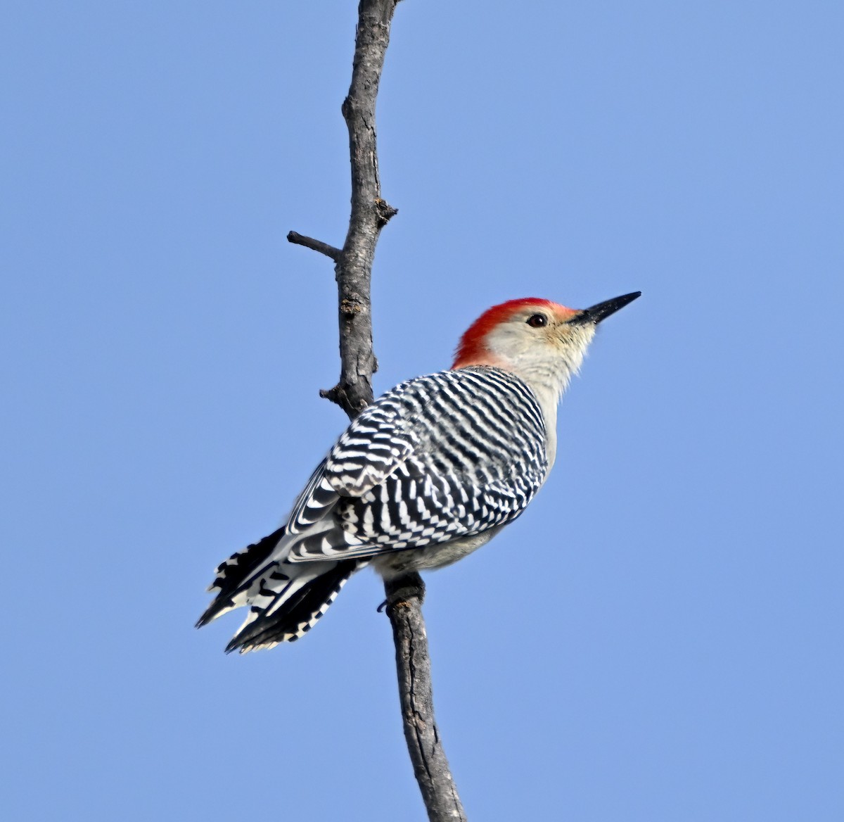 Red-bellied Woodpecker - ML646152587