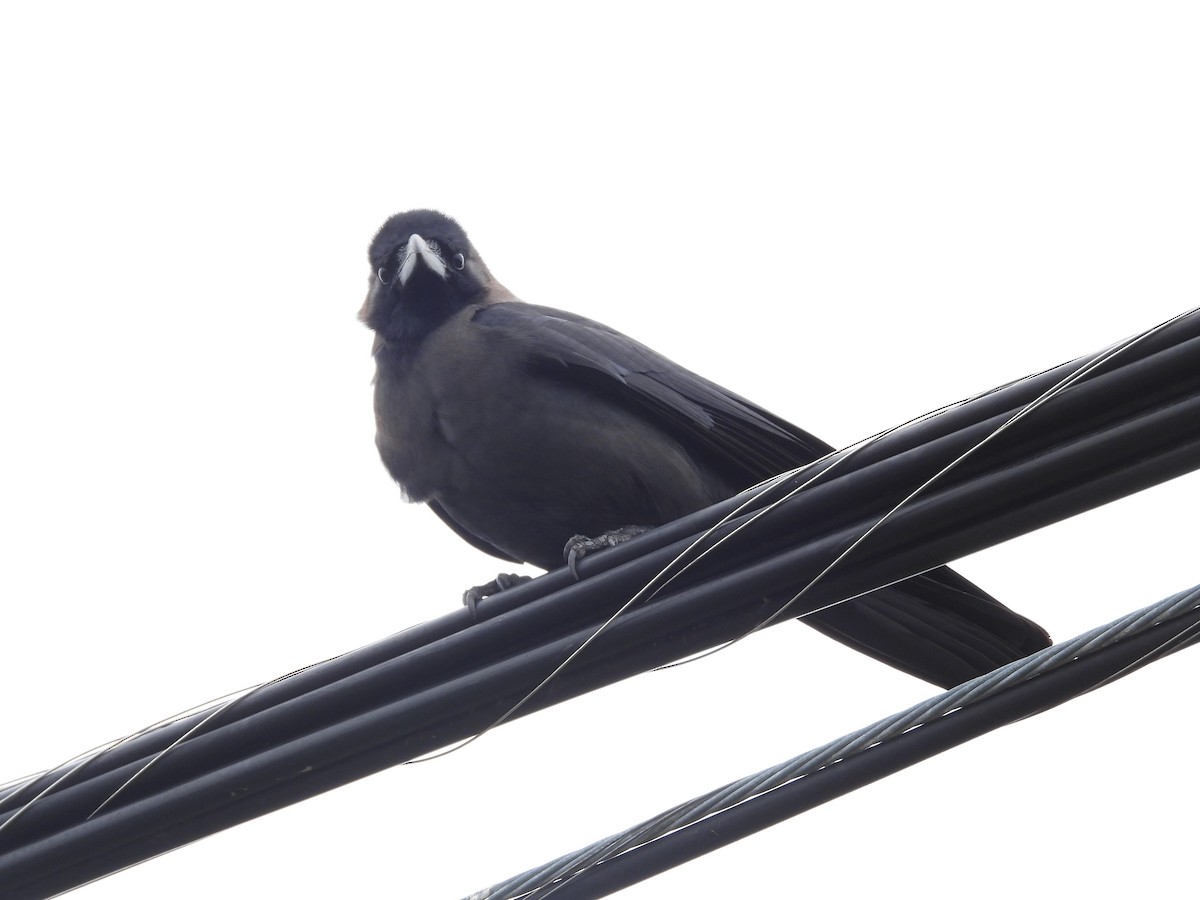 House Crow - ML646152588