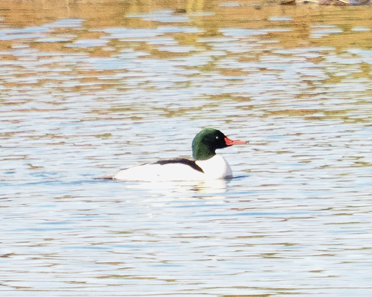 Common Merganser - ML646152589