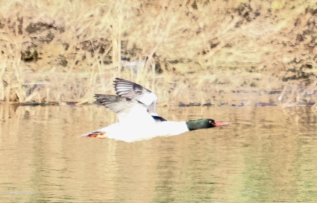 Common Merganser - ML646152597