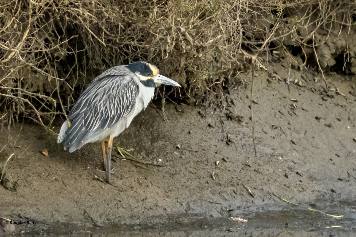 Yellow-crowned Night Heron - ML646152598