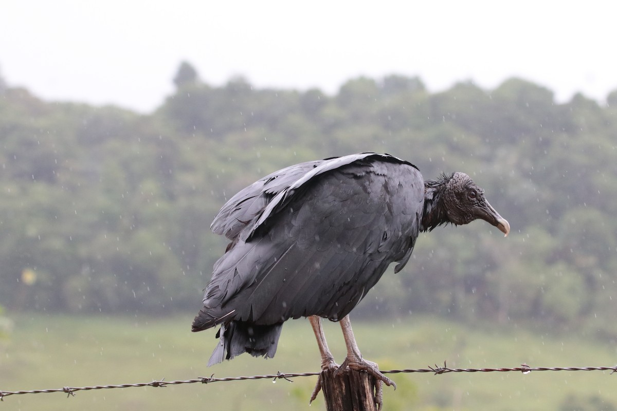 Black Vulture - ML646152601