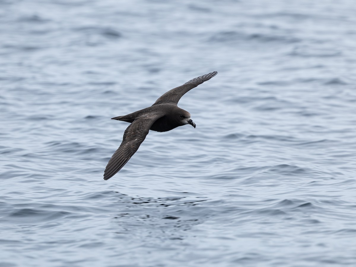 Gray-faced Petrel - ML646152602
