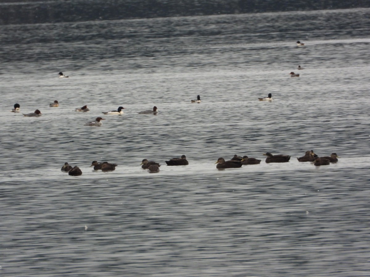 American Black Duck - ML646152605