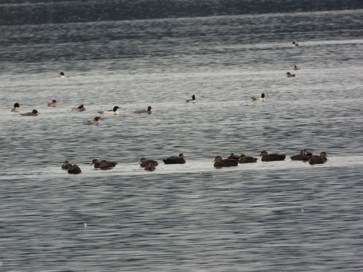 American Black Duck - ML646152606