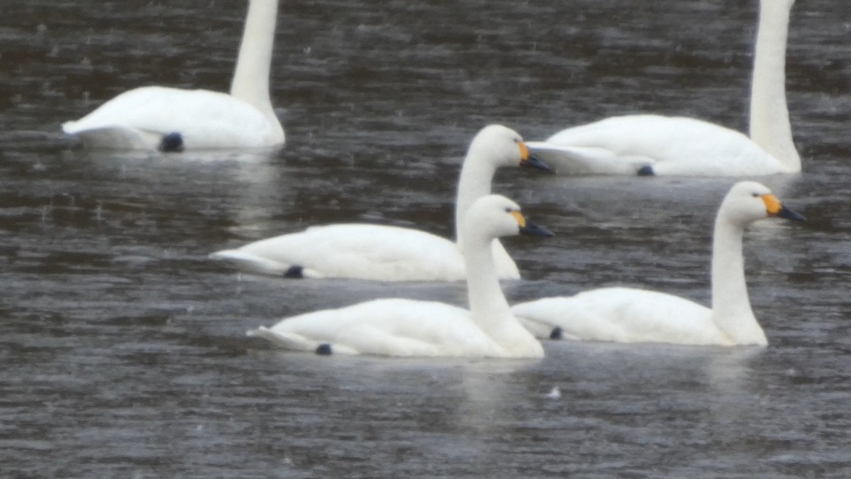 dvergsvane - ML646152607