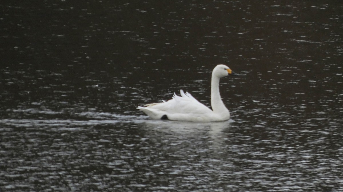 dvergsvane - ML646152608