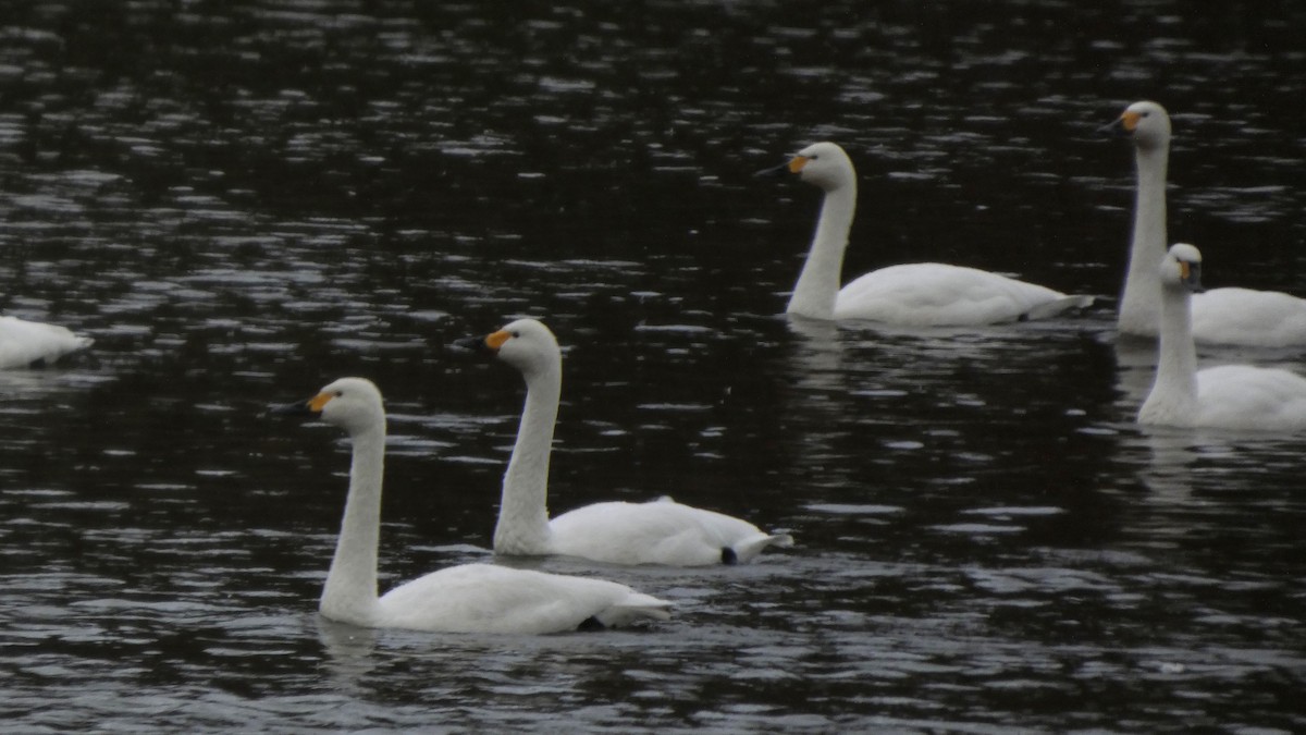 dvergsvane - ML646152609