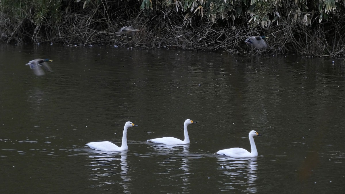 dvergsvane - ML646152610