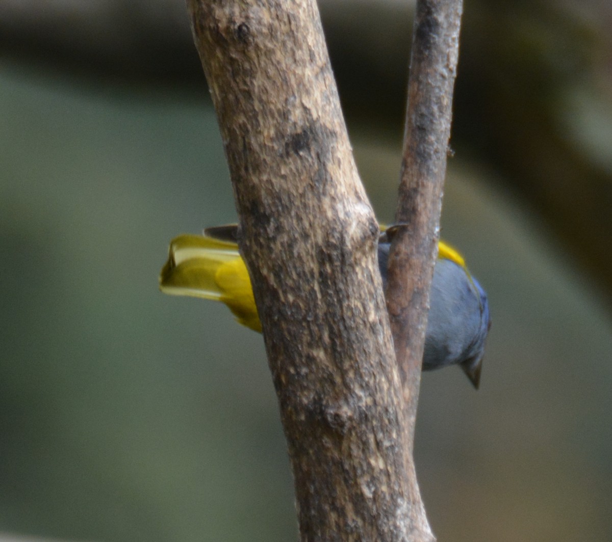 Blue-capped Tanager - ML646152613