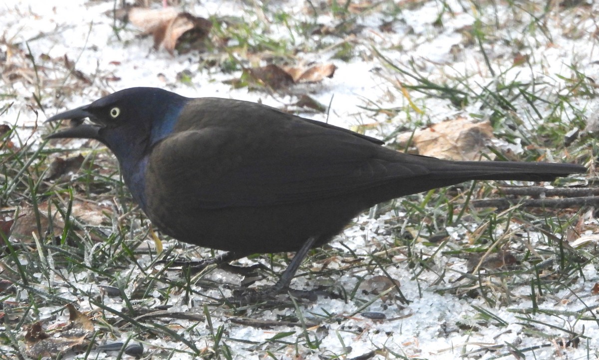 Zanate Común - ML646152619