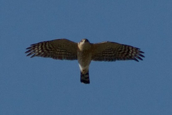 Sharp-shinned Hawk - ML646152630