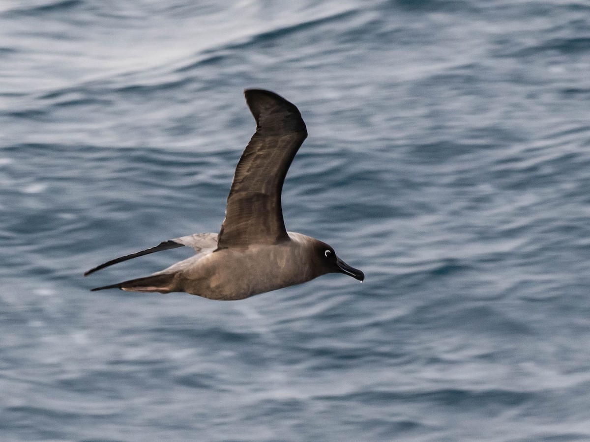 Light-mantled Albatross - ML646152633