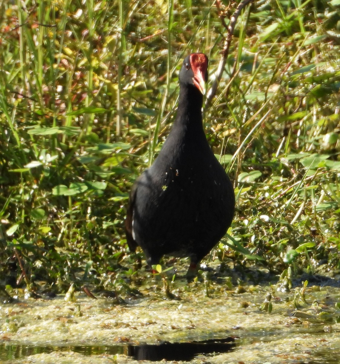 slípka americká - ML646152634