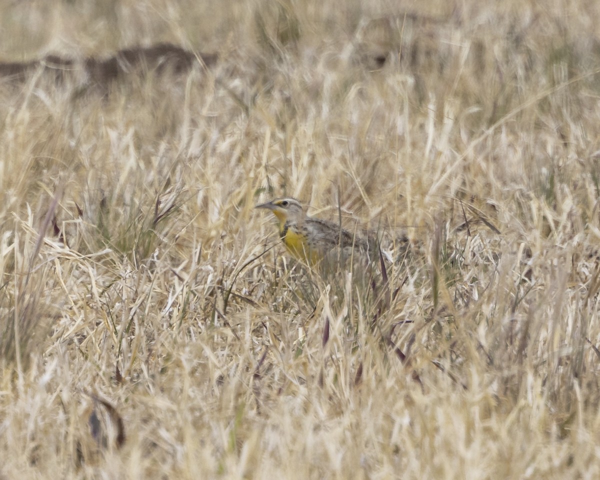 Western Meadowlark - ML646152636