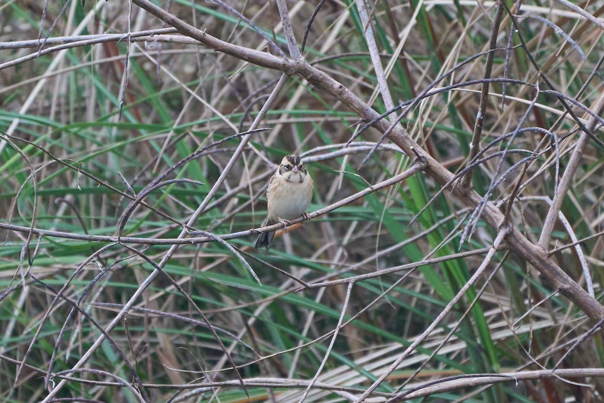 Ochre-rumped Bunting - ML646152642