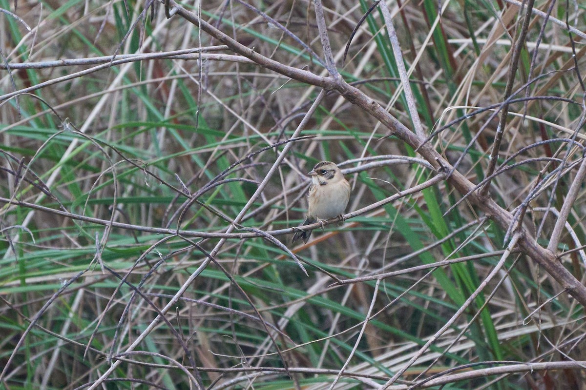 Ochre-rumped Bunting - ML646152643
