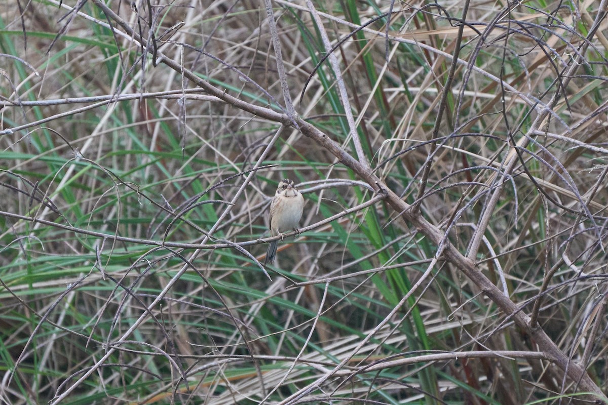 Ochre-rumped Bunting - ML646152644