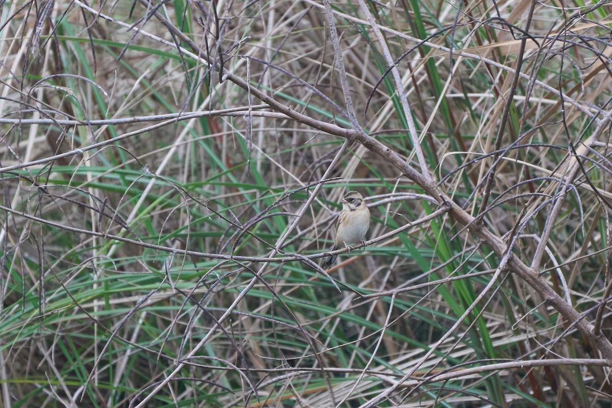 Ochre-rumped Bunting - ML646152645