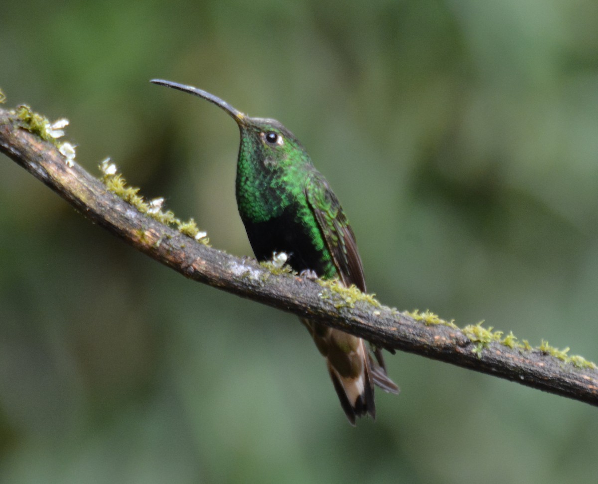 Mountain Velvetbreast - ML646152646