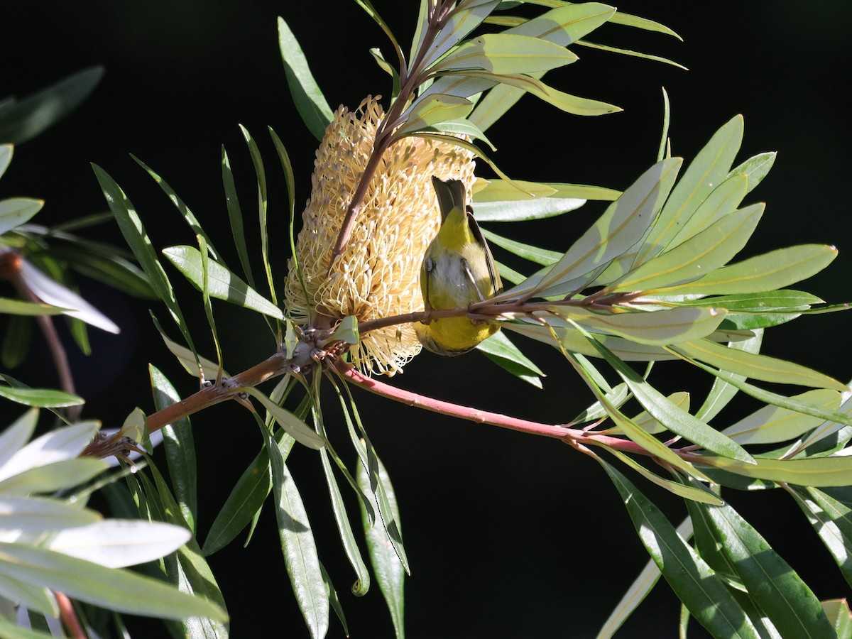 Nashville Warbler - ML646152649