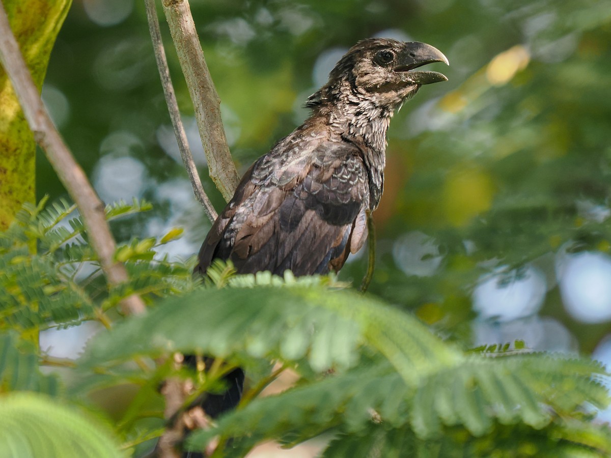 Smooth-billed Ani - ML646152652