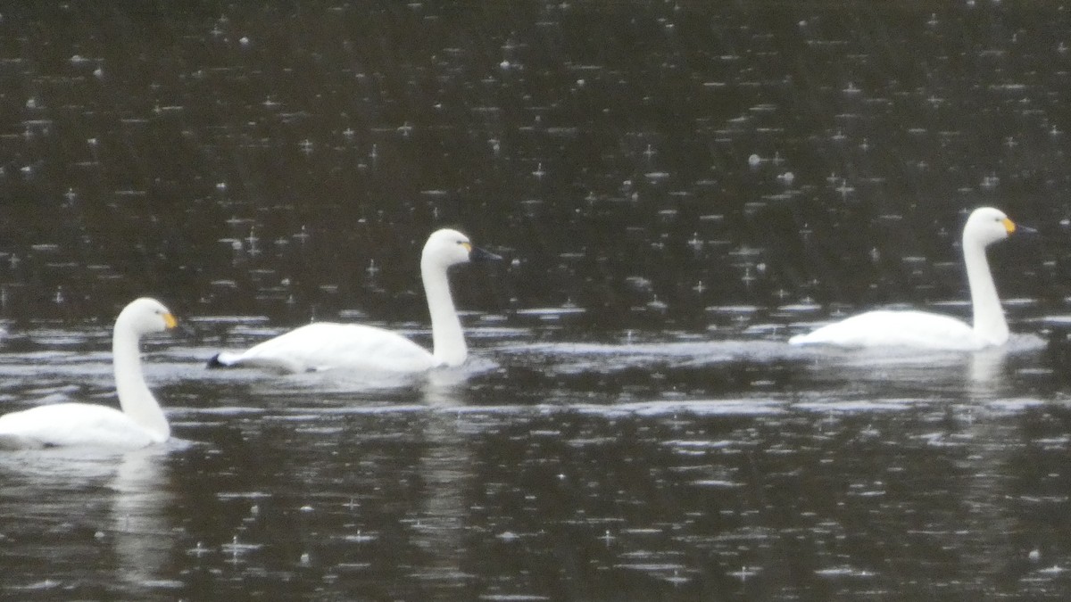 dvergsvane (columbianus) - ML646152654