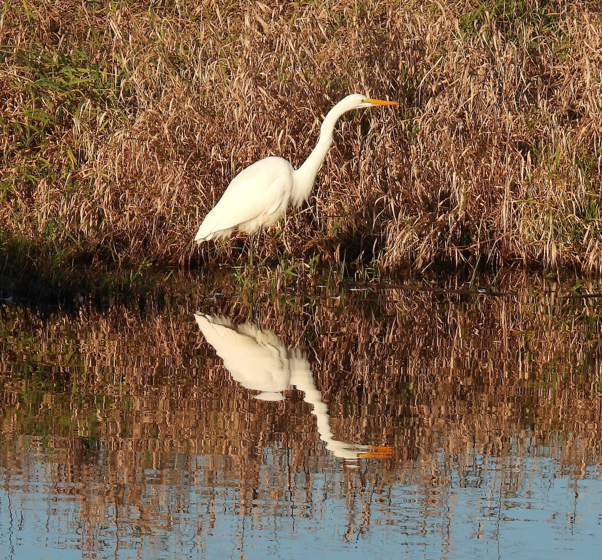 Great Egret - ML646152656