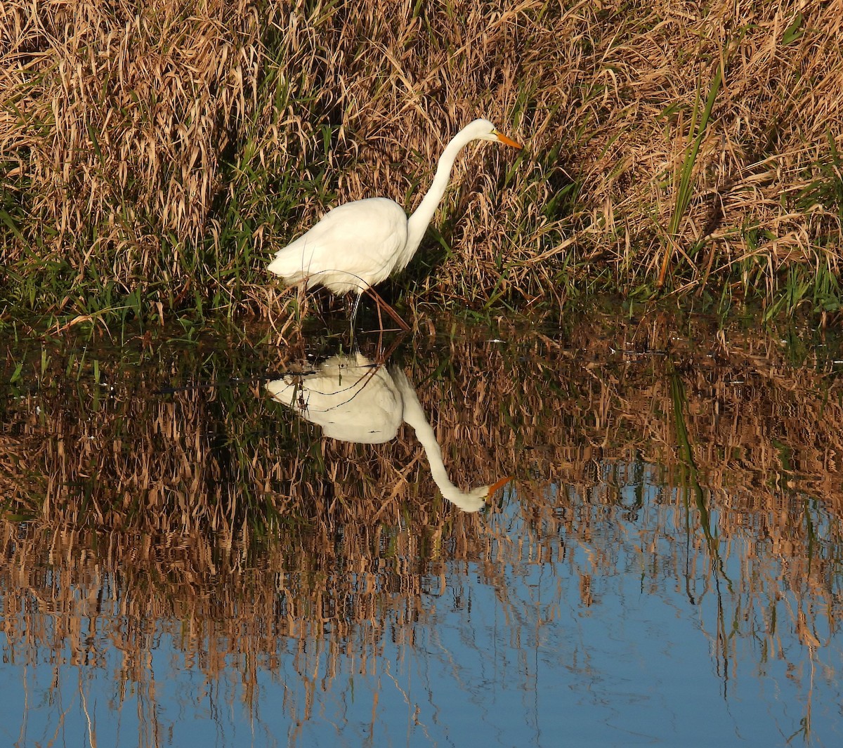Great Egret - ML646152657