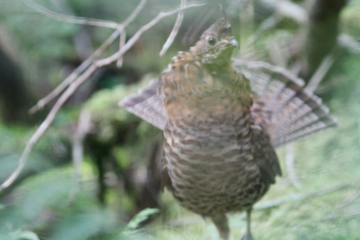 jeřábek kanadský - ML646152658