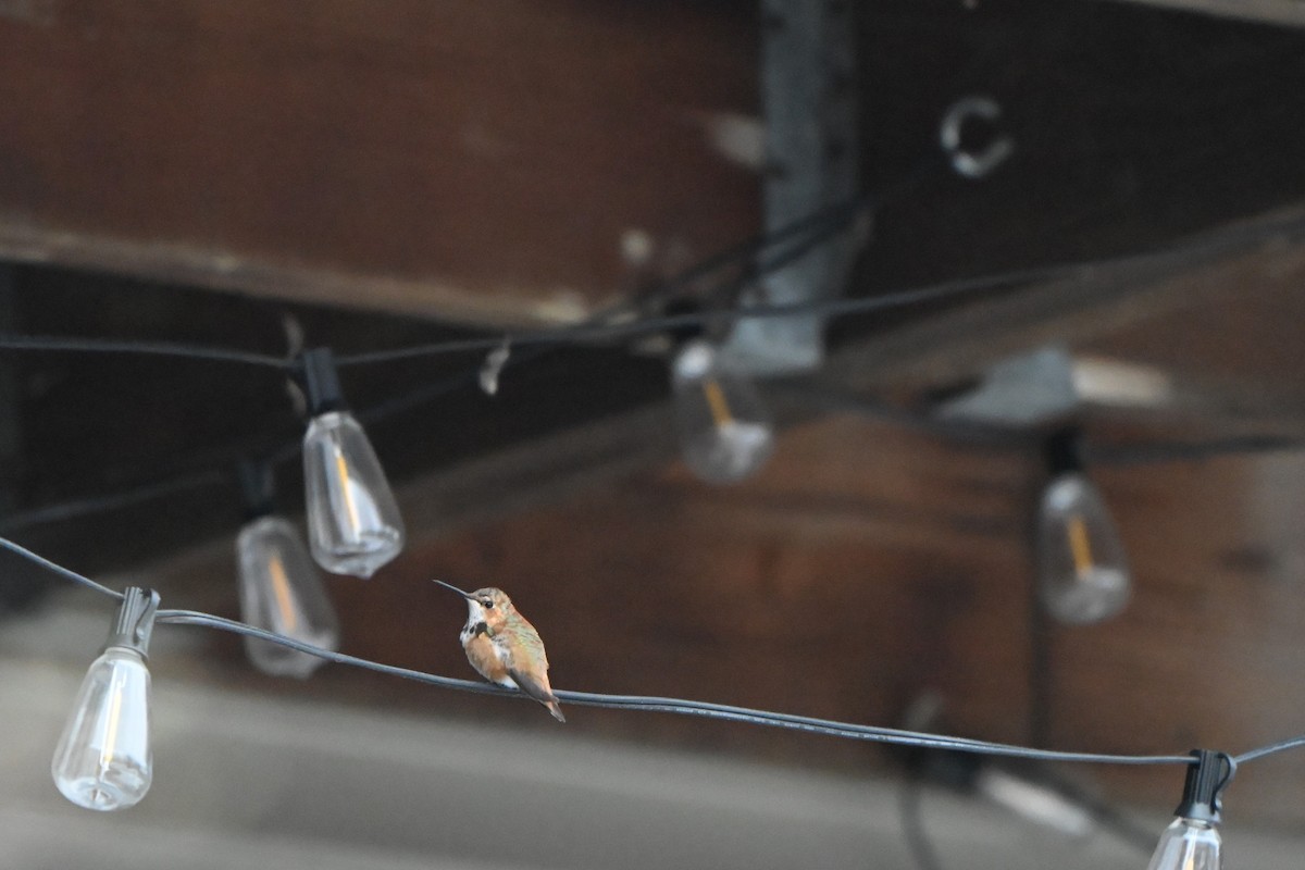 Rufous Hummingbird - ML646152660