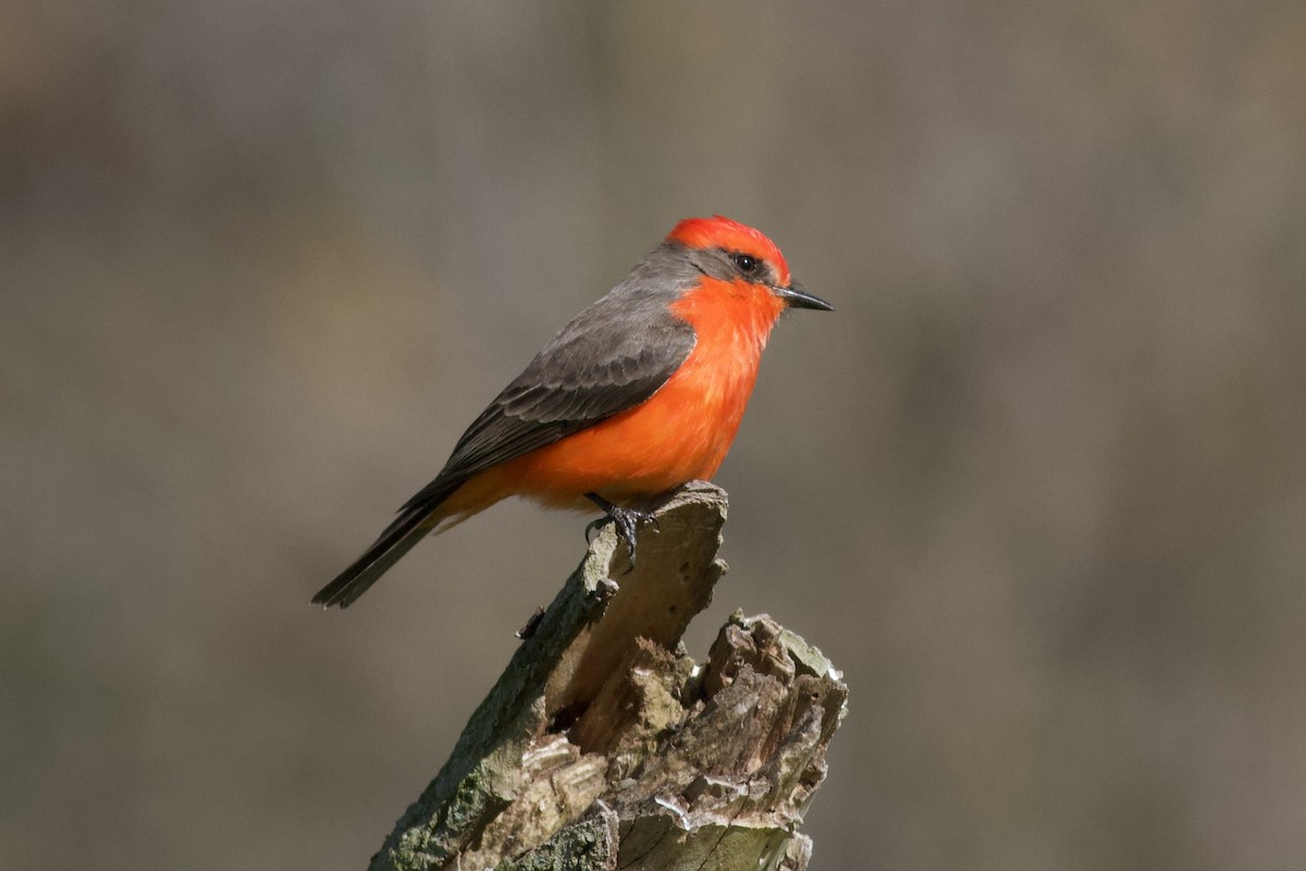 Vermilion Flycatcher - ML646152661