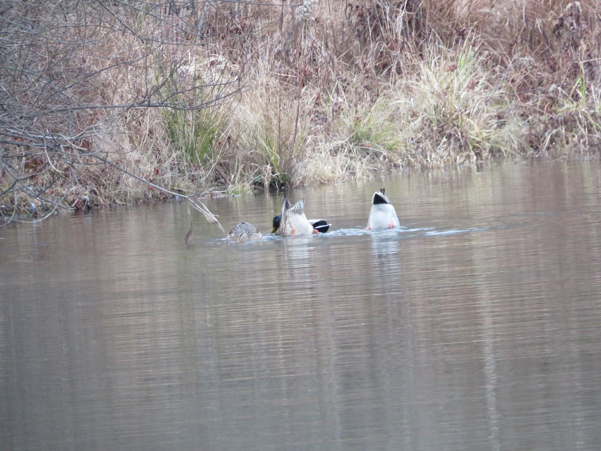 Mallard - ML646152665