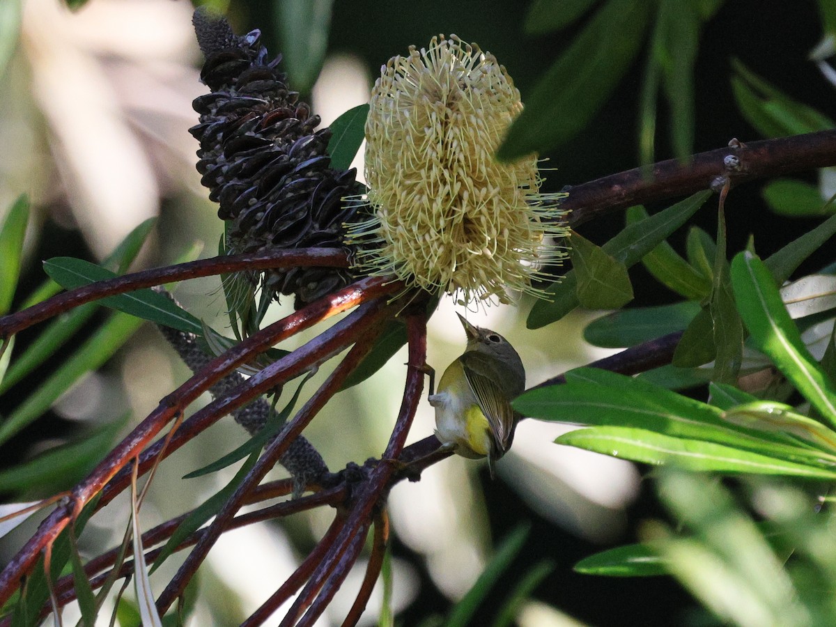 Paruline à joues grises - ML646152667