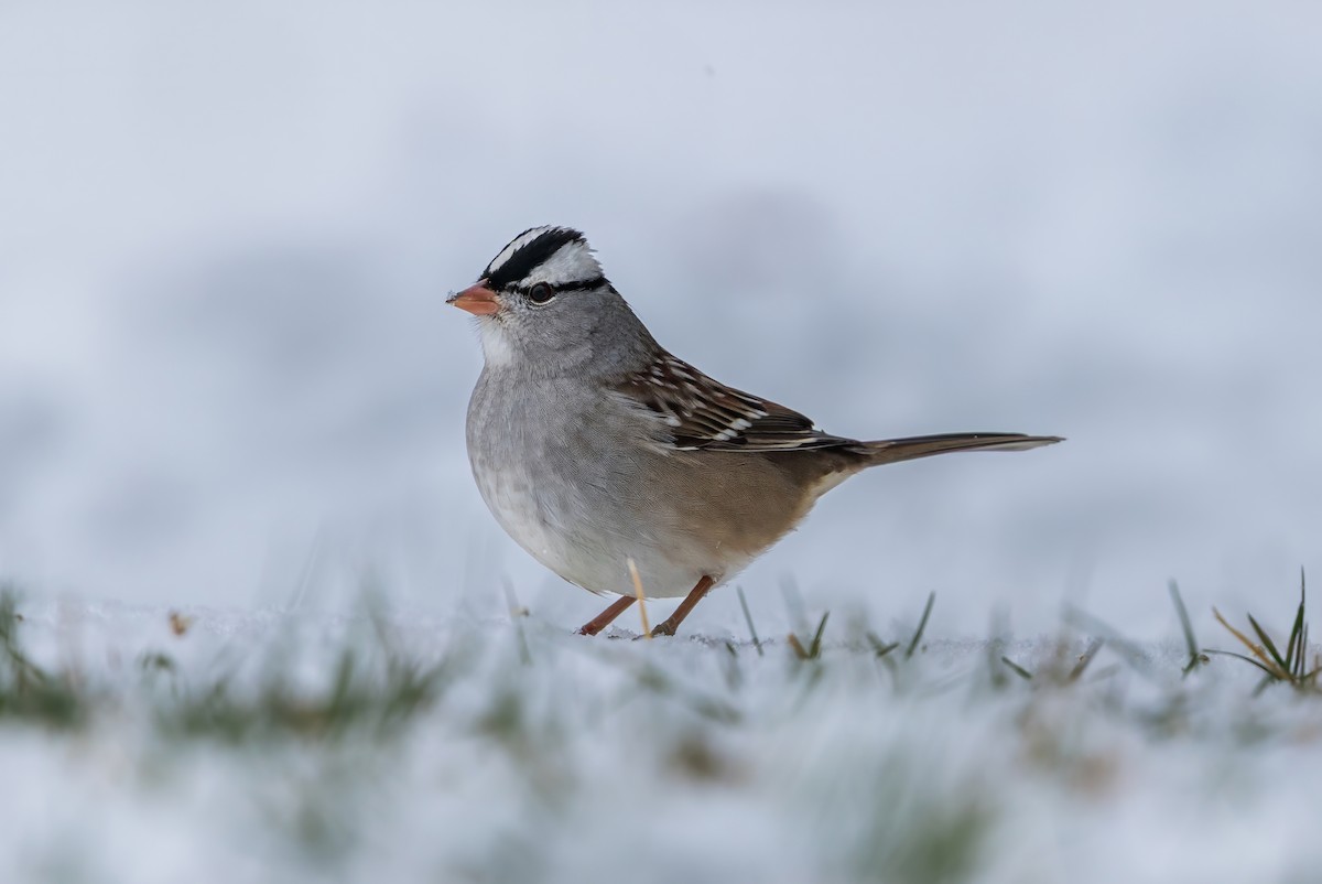 White-crowned Sparrow - ML646152669