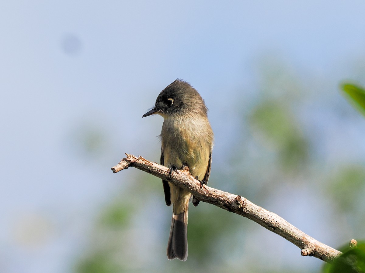 Cuban Pewee - ML646152671