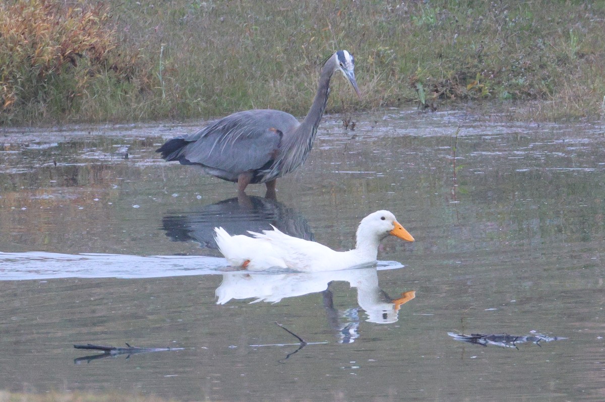 Тэжээмэл нугас - ML646152673