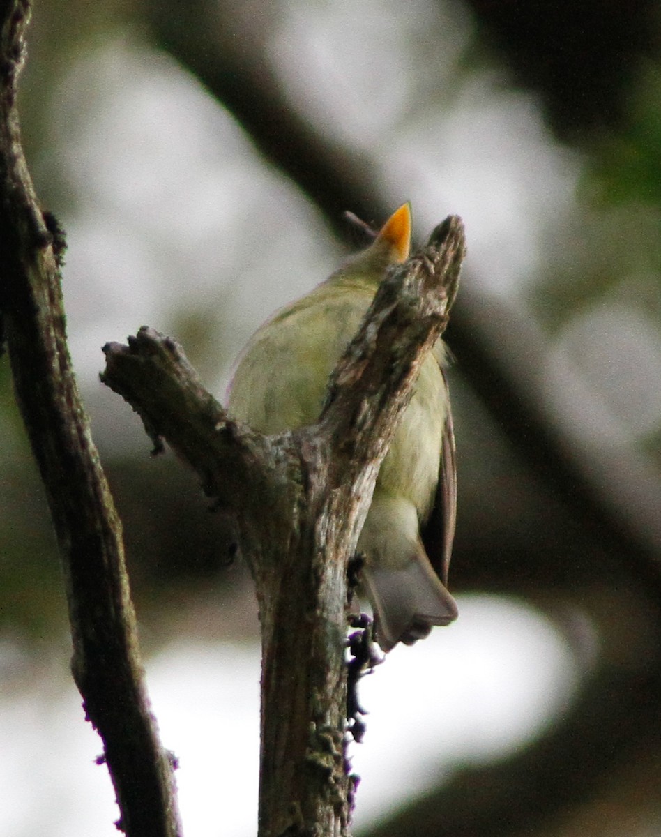 tyranovec žlutobřichý - ML646152674