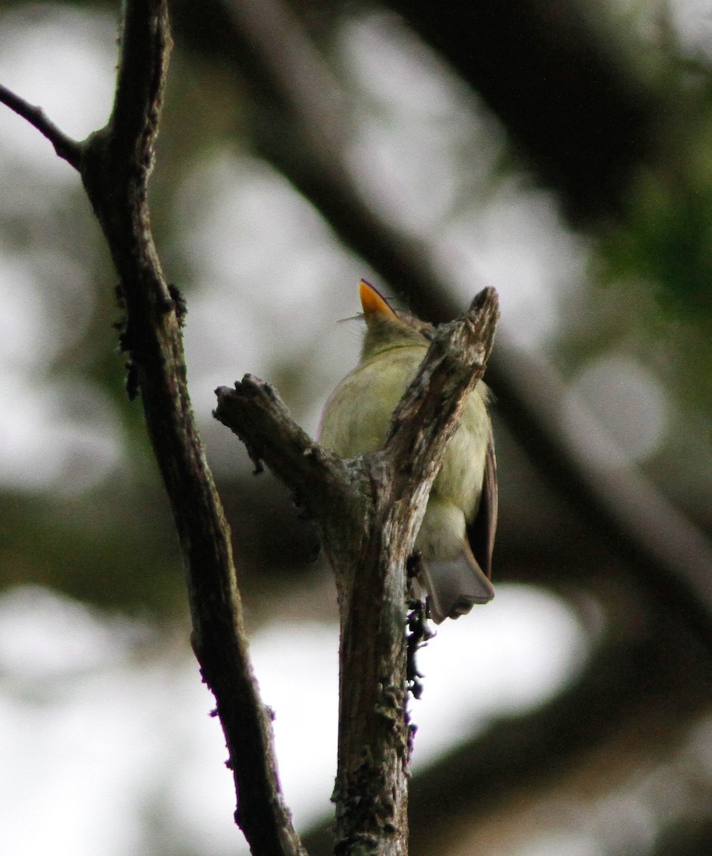 tyranovec žlutobřichý - ML646152676