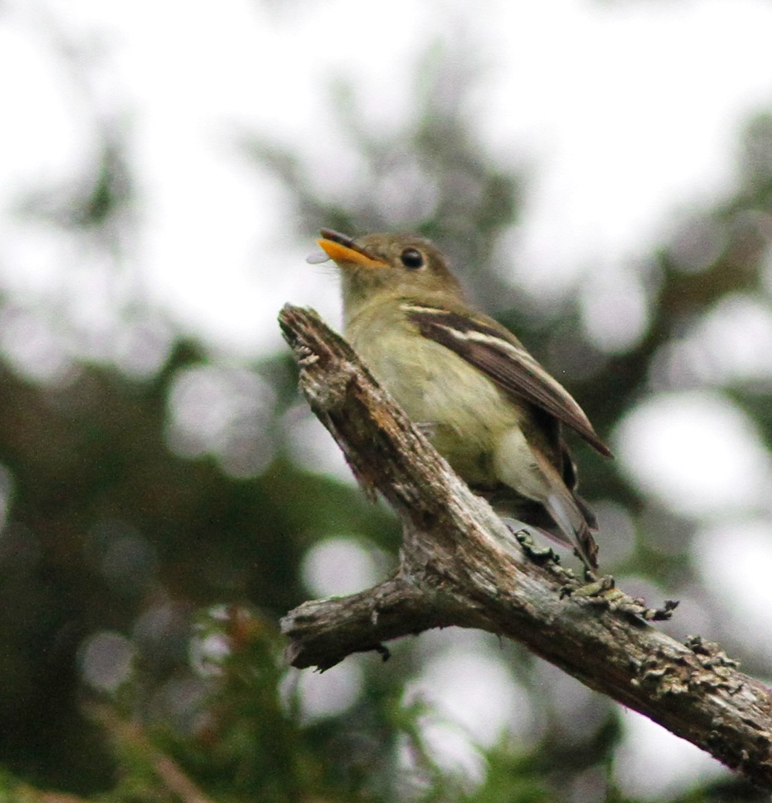 tyranovec žlutobřichý - ML646152677